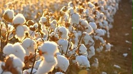 棉市“变脸”激发企业参与期货热情