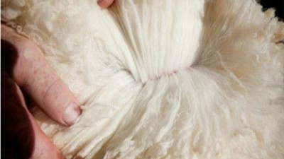 面料知识大全——毛、丝、麻