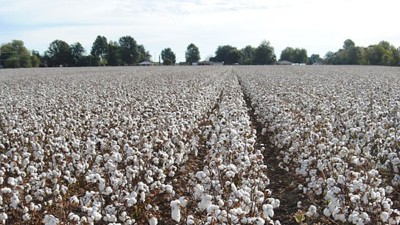 2020年全国植棉面积略有下降 播种进度快于去年