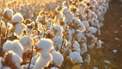 棉市“变脸”激发企业参与期货热情